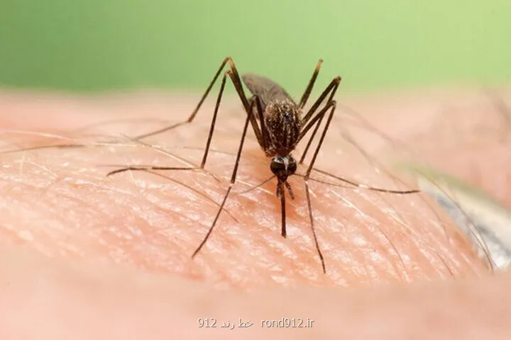 ابداع روش چاپ سه بعدی ظریف با استفاده از بدن پشه ها!